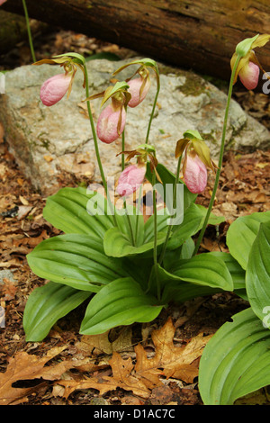 Pink Lady Slipper Blume. Cypripedium Acaule. Stockfoto