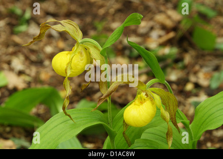 Gelbe Frauenschuh Blüte. Cypripedium Pubescens. Stockfoto