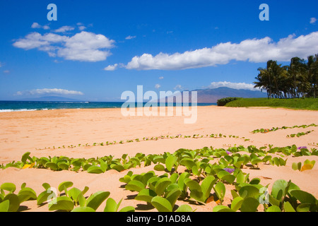 Hawaii, Maui, Kihei, Keawakapu Beach, grünen grünen Reben am sandigen Ufer. Stockfoto