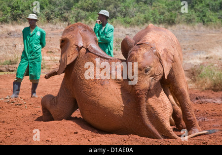 Verwaiste afrikanische Elefanten und Tierpfleger im David Sheldrick Wildlife Trust Waisenhaus Stockfoto