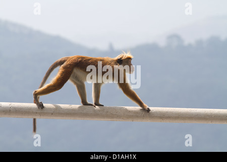 Der Toque Makaken (Macaca Sinica) Affe auf Sri Lanka endemisch, die Hauben-förmigen Quirl der Haare auf dem Kopf ist deutlich sichtbar. Stockfoto