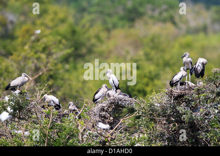 Asiatischer Openbill oder asiatischer Openbill Storch (Anastomus Oscitans) nisten am Komawewa, Yala NP, Sri Lanka. Stockfoto