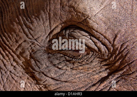 Ein Elefant Auge Stockfoto