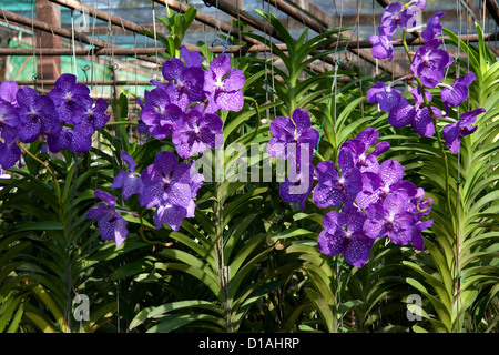 Orchideen Orchideen Vanda Hybriden lila violett gesprenkelt April