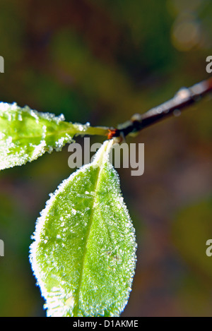Überdachte Blätter im Raureif Stockfoto