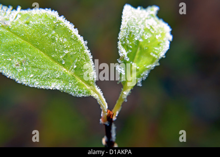Überdachte Blätter im Raureif Stockfoto