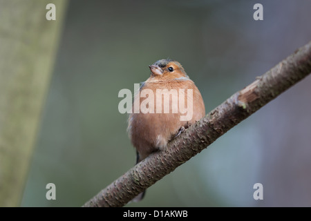 Buchfink, die auf der Suche auf einem Ast Stockfoto