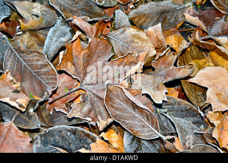 Bunte Herbstblätter mit Abstauben von Frost. Stockfoto
