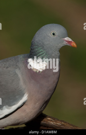 Adult Woodpigeon close-up portrait Stockfoto