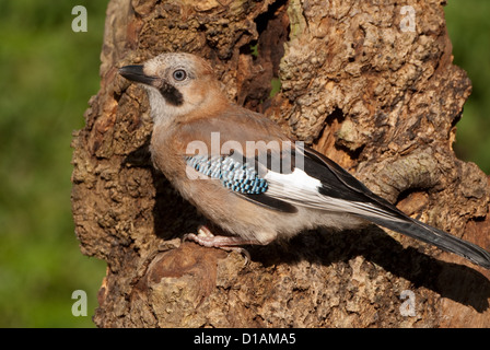 Juvenile Europäische Jay thront auf Baumstamm Stockfoto