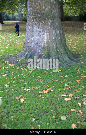 Baum im Park Stockfoto