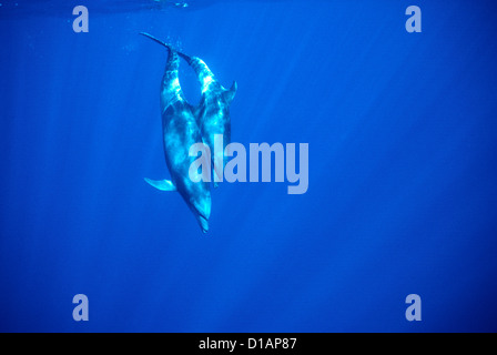 Der Große Tümmler. Tursiops Truncatus. Mutter mit großen Kalb. Aus Socorro Island, Mexiko, Pazifischer Ozean Stockfoto