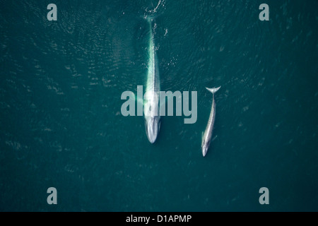 Blauwal, Mutter und Kalb. Balaenoptera Musculus. Golf von Kalifornien (Sea of Cortez), Mexiko Stockfoto