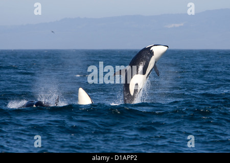 Killerwale, vorübergehender Art. Orcinus Orca. Monterey Bay, Kalifornien, USA, Pazifik Stockfoto
