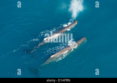 Pottwal. Physeter Macrocephalus. Luftaufnahme von zwei erwachsenen männlichen Pottwale. Aus Kaikoura, Neuseeland. Stockfoto