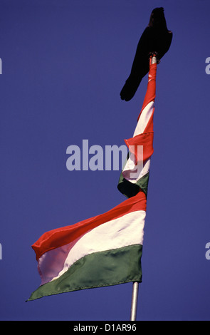 Crow sitting on Top of India Nationalflaggen in Kerala Indien Stockfoto