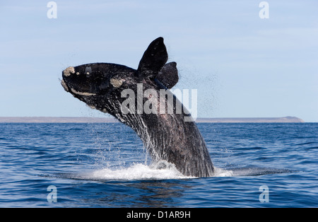 Southern Right Wale, verletzt. Eubalaena Australis. Halbinsel Valdés, Provinz Chubut, Patagonien, Argentinien Stockfoto
