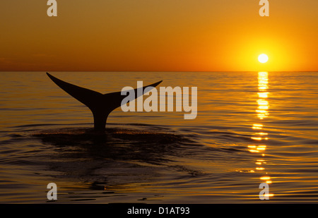 Nördliche Glattwal. Eubalaena Cyclopoida. Wal, Tauchen bei Sonnenuntergang. Bay Of Fundy, New Brunswick, Kanada Stockfoto