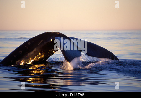 Nördliche Glattwal. Eubalaena Cyclopoida. Tauchen, am späten Nachmittag. . Bay Of Fundy, New Brunswick, Kanada Stockfoto