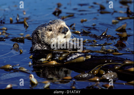 Sea Otter in Seetang Bett ruhen. Enhydra Lutris. Monterey Bay, Kalifornien, Pacific Ocean Stockfoto