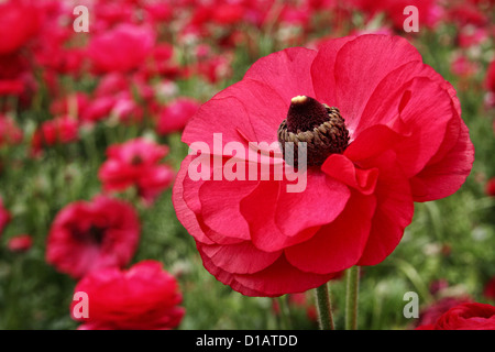 Eine Makro-Aufnahme elegante, rote Ranunkeln Blüten. Stockfoto