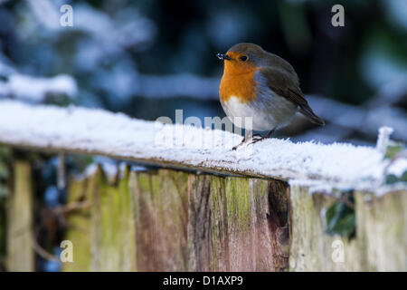 Northampton. VEREINIGTES KÖNIGREICH. 13. Dezember 2012. Robin Erithacus Rubecula (Turdidae) Peched an einem frostigen Zaun. Bildnachweis: Keith J Smith. / Live-Nachrichten Alamy Stockfoto