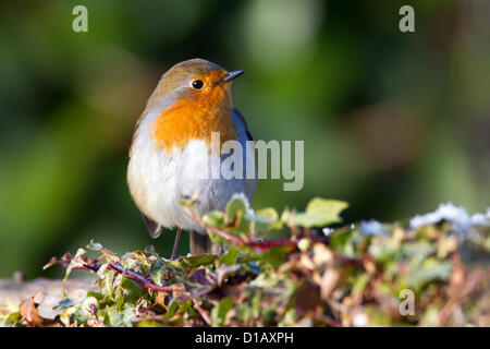 Northampton. VEREINIGTES KÖNIGREICH. 13. Dezember 2012. Robin Erithacus Rubecula (Turdidae) Peched an einem frostigen Zaun. Bildnachweis: Keith J Smith. / Live-Nachrichten Alamy Stockfoto