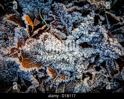 Herbstliches Laub auf dem Boden verstreut und in ein Nachtfrost Zeit eingefroren Stockfoto