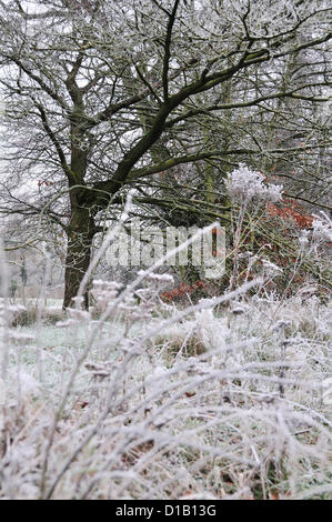 Harten Frost an einem Wintermorgen in Reading, Berkshire, Vereinigtes Königreich, England Stockfoto