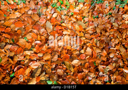 Nahaufnahme des Herbstes, die Buche auf dem Boden mit ein paar grünen Kräutern durchscheinen lässt. Strukturierten Hintergrund. Stockfoto