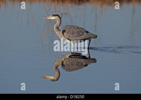 Graureiher (Ardea Cinerea) Stockfoto