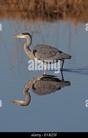 Graureiher (Ardea Cinerea) Stockfoto