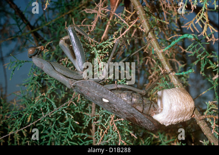 Afrikanische Gottesanbeterin, Riesen afrikanische Gottesanbeterin, Busch-Gottesanbeterin (Sphodromantis Viridis) machen ihr Ei-Fall (Ootheca) Israel Stockfoto