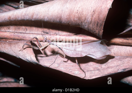 South American tot Blattheuschrecke (Acanthops Falcataria: Acanthopidae) männlichen im Regenwald von Brasilien Stockfoto