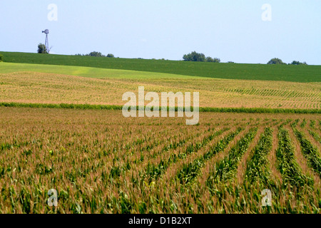 Windmühle und Mais-Ernte in der Nähe von Griswold, Iowa, USA. Stockfoto