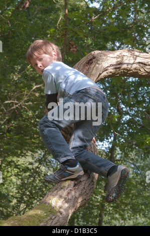 sechs Jahre alter Junge Klettern in den Zweigen einer gefallenen Eiche, UK. September. Stockfoto