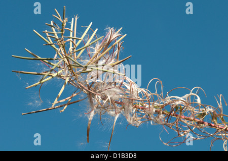 Rosebay Weidenröschen [Chamerion Angustifolium] Seedhead. West Sussex, UK. September. Stockfoto