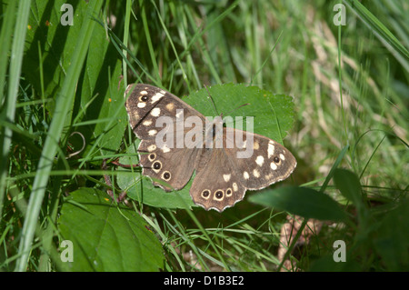 Holz (Pararge Aegeria) West Sussex gesprenkelt. VEREINIGTES KÖNIGREICH. September. Stockfoto