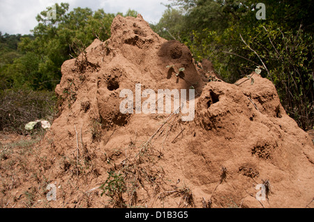 Ameisenhaufen, Termite Mound, Kerala, Indien Stockfoto