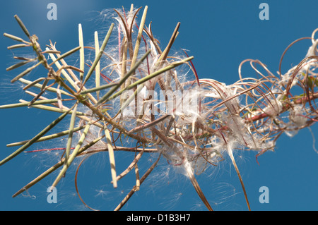 Rosebay Weidenröschen [Chamerion Angustifolium] Seedhead. West Sussex, UK. September. Stockfoto