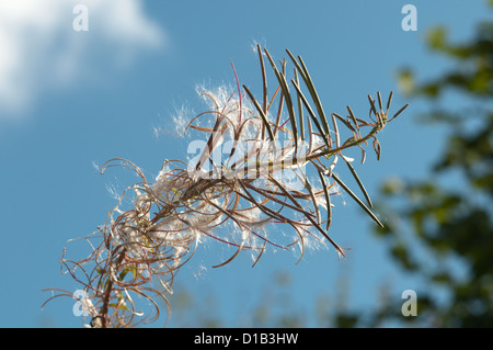 Rosebay Weidenröschen [Chamerion Angustifolium] Seedhead. West Sussex, UK. September. Stockfoto