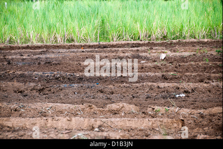 Paddy Acker Closeup mit Reisernte auf Hintergrund Stockfoto