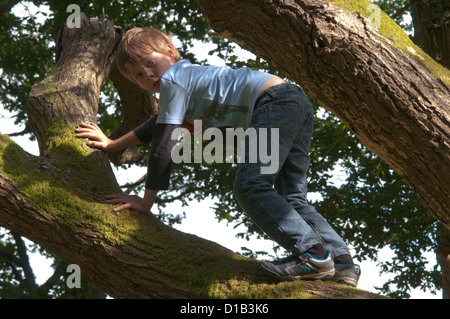 sechs Jahre alter Junge Klettern in den Zweigen einer gefallenen Eiche, UK. September. Stockfoto