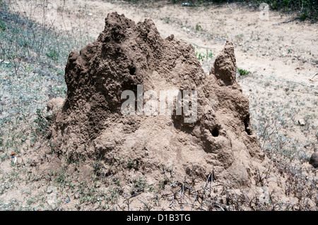 Termite Mound, Kerala, Indien Stockfoto