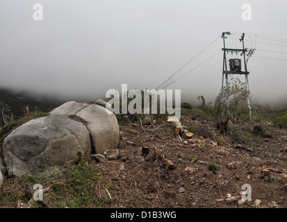 Eine düstere Aussicht auf fällten Bäume und eine elektrische Pylon in Südafrika Stockfoto