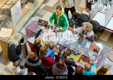 Internationale Ausstellung und Verkauf von reinrassigen Katzen. Vilnius, Litauen, im November 2012. Kinder wollen eine pelzige Katze streicheln. Auf t Stockfoto