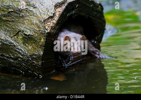 Amerikanischer Nerz (Neovison Vison / Mustela Vison), Mustelid in Nordamerika heimisch in hohlen Baumstamm am Ufer Stockfoto