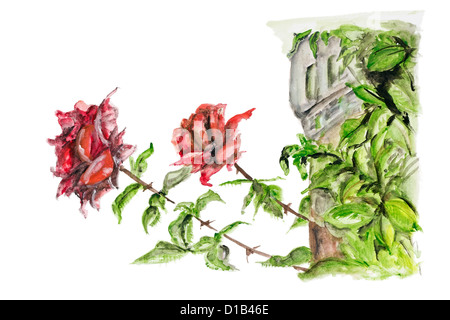 Zwei rote Rosen wachsen in der Nähe der alten Burg isoliert - handgemachte Aquarellmalerei Abbildung auf einem weißen Papier Kunst Hintergrund Stockfoto