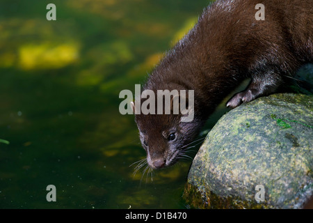 Amerikanischer Nerz (Neovison Vison / Mustela Vison), in Nordamerika am Flussufer Mustelid Stockfoto