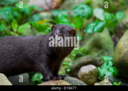 Amerikanischer Nerz (Neovison Vison / Mustela Vison), in Nordamerika am Flussufer Mustelid Stockfoto